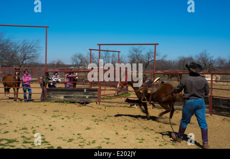 Dallas Texas Tate Ranch Cowboy Training 2-jährige Pferde auf ersten Sattel auf ihnen für das Training auf der Ranch zu brechen Stockfoto