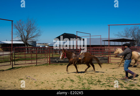 Dallas Texas Tate Ranch Cowboy Training 2-jährige Pferde auf ersten Sattel auf ihnen für das Training auf der Ranch zu brechen Stockfoto