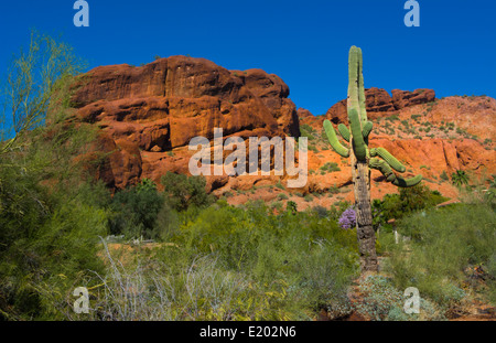 Phoenix Arizona berühmten Camelback Mountain in der Mitte der Stadt mit Kakteen und teure Immobilien für Häuser Stockfoto