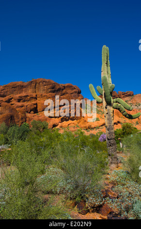 Phoenix Arizona berühmten Camelback Mountain in der Mitte der Stadt mit Kakteen und teure Immobilien für Häuser Stockfoto