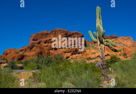 Phoenix Arizona berühmten Camelback Mountain in der Mitte der Stadt mit Kakteen und teure Immobilien für Häuser Stockfoto