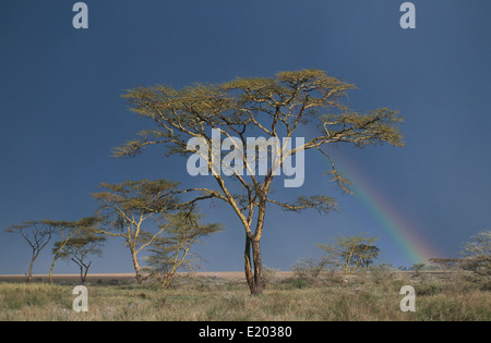 Akazien (Vachellia Xanthophloea) und Regenbogen, Serengeti, Tansania Stockfoto