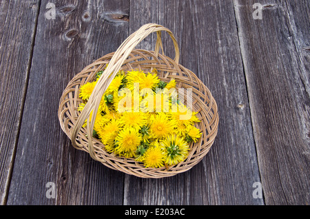 frischen Löwenzahn gesunde Frühlingsblumen im Weidenkorb Stockfoto
