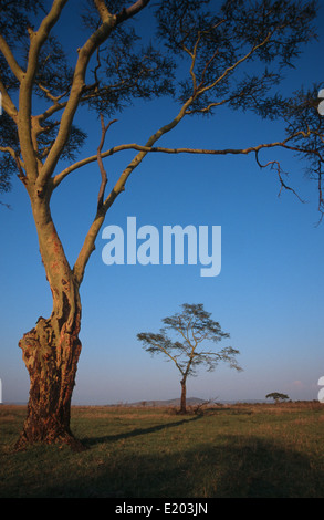 Akazien (Vachellia Xanthophloea) bei Tagesanbruch, Serengeti, Tansania Stockfoto