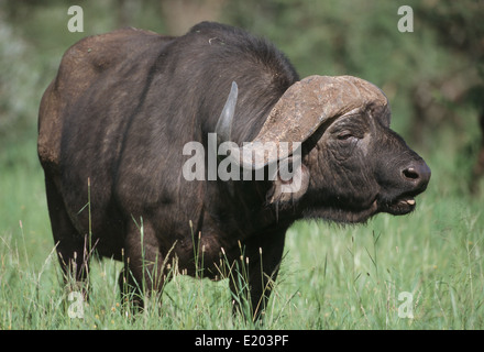 Afrikanischer Büffel oder Kaffernbüffel (Syncerus Caffer), Serengeti, Tansania Stockfoto