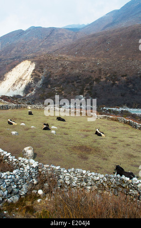 Nepal. Yaks ruht in einer Wiese in der Nähe der Ortschaft Orsho, Solukhumbu, Fernbedienung, Mt. Everest, Himalaya Stockfoto