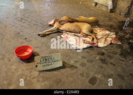 Rom, Italien. 12. Juni 2014. Wirtschaftskrise - müde Hunde mit Schild "Wir sind Freiberufler! Vielen Dank! "im Bereich Trastevere in Rom Stockfoto