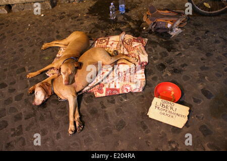 Rom, Italien. 12. Juni 2014. Wirtschaftskrise - müde Hunde mit Schild "Wir sind Freiberufler! Vielen Dank! "im Bereich Trastevere in Rom Stockfoto