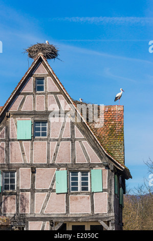 Storchennester auf dem Dach von einem Fachwerkhaus Ökomuseum zeigen, Ungersheim, Elsaß, Frankreich Stockfoto