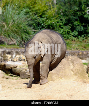 Asiatische Elefantenbabys im Twycross Zoo Atherstone Warwickshire England UK Stockfoto