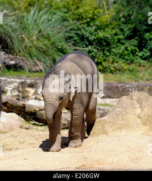 Asiatische Elefantenbabys im Twycross Zoo Atherstone Warwickshire England UK Stockfoto