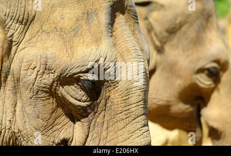 Asiatische Elefanten im Twycross Zoo Atherstone Warwickshire England UK Stockfoto