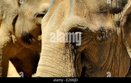 Asiatische Elefanten im Twycross Zoo Atherstone Warwickshire England UK Stockfoto