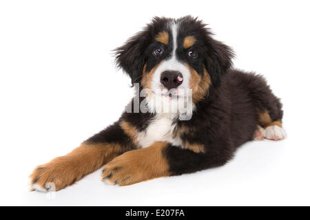 Berner Sennenhund, Welpen, 16 Wochen, liegend Stockfoto