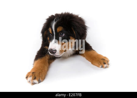 Berner Sennenhund, Welpen, 16 Wochen, liegend Stockfoto