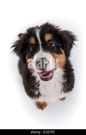 Berner Sennenhund, Welpen, 16 Wochen Stockfoto