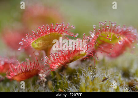 Sonnentau (Drosera Rotundifolia), Emsland, Niedersachsen, Deutschland Stockfoto