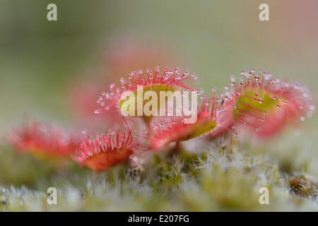 Sonnentau (Drosera Rotundifolia), Emsland, Niedersachsen, Deutschland Stockfoto