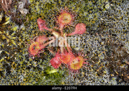 Sonnentau (Drosera Rotundifolia), Emsland, Niedersachsen, Deutschland Stockfoto