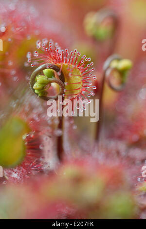 Sonnentau (Drosera Rotundifolia), Emsland, Niedersachsen, Deutschland Stockfoto