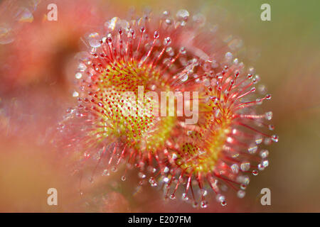 Sonnentau (Drosera Rotundifolia), Emsland, Niedersachsen, Deutschland Stockfoto