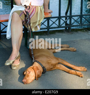 Magyar Vizsla, Hund an der Leine, liegend auf einem asphaltierten Weg, Hundebesitzer, die neben des Hunds sitzt auf einer Bank, Deutschland Stockfoto