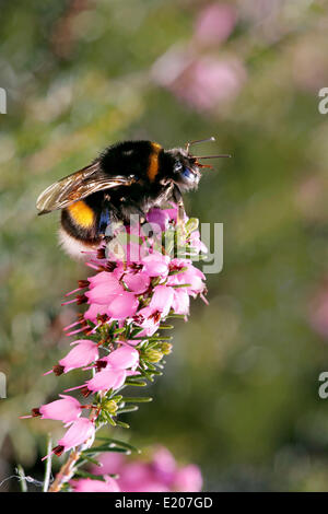 Hummel (Bombus Terrestris) auf Winter Heide Blumen, Tirol, Österreich Stockfoto