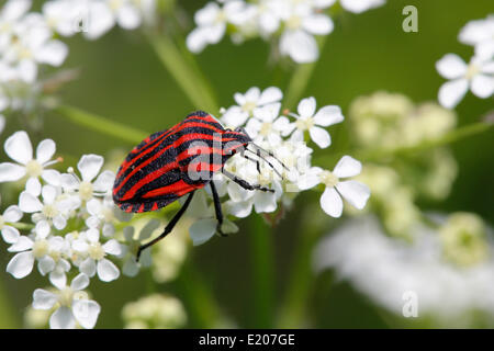 Gestreiften Schild Bug (Graphosoma Lineatum), Schwaben, Deutschland Stockfoto