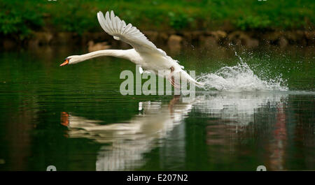 Höckerschwan (Cygnus Olor) ausziehen aus Wasser, Niedersachsen Stockfoto