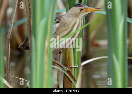 Zwergdommel (Ixobrychus Minutus), weiblich in ihrem natürlichen Lebensraum, Kühnauer See Lake, Sachsen-Anhalt, Deutschland Stockfoto