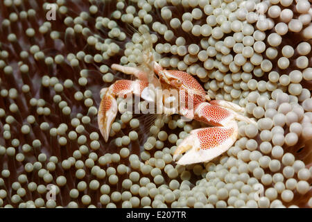 Porzellan-Krabben (Neopetrolisthes Oshimai), auf eine Anemone, Angeln für Plankton, Sabang Beach, Puerto Galera, Mindoro, Philippinen Stockfoto