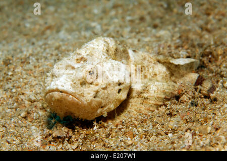 Teufel Drachenköpfe (Scorpaenopsis Diabolus), auf sandigem Meeresgrund, Sabang Beach, Puerto Galera, Mindoro, Philippinen Stockfoto