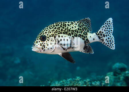 Harlekin Süßlippen (Plectorhinchus Chaetodonoides), Sabang Beach, Puerto Galera, Mindoro, Philippinen Stockfoto