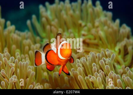 Ocellaris Clownfish oder gemeinsame Clownfische (Amphiprion Ocellaris), mit Anemone, Sabang Beach, Puerto Galera, Mindoro, Philippinen Stockfoto