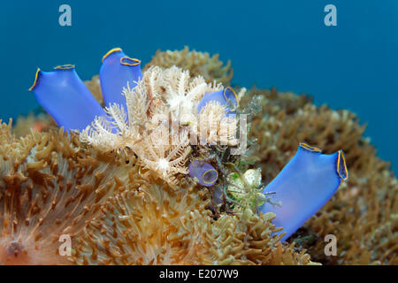 Blau Club Tunicate (Rhopalaea Crassa), zwischen Disc Anemonen, Sabang Beach, Puerto Galera, Mindoro, Philippinen Stockfoto