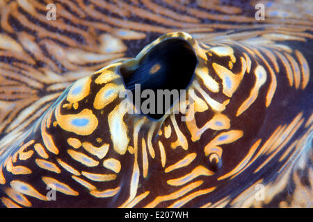 Blasloch der eine Riesenmuschel (Tridacna Gigas), Sabang Beach, Puerto Galera, Mindoro, Philippinen Stockfoto