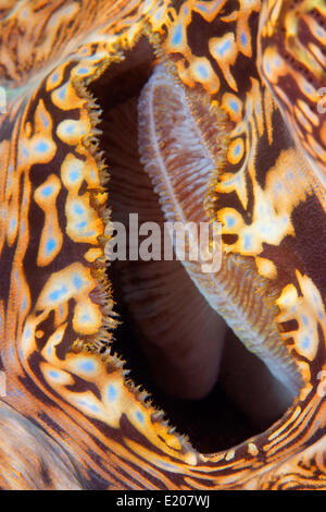 Ansaugöffnung für eine Riesenmuschel (Tridacna Gigas), Sabang Beach, Puerto Galera, Mindoro, Philippinen Stockfoto