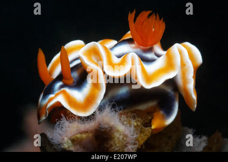 Herrliche Chromodoris (Chromodoris Magnifica), Nacktschnecken, Sabang Beach, Puerto Galera, Mindoro, Philippinen Stockfoto