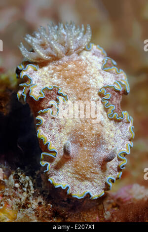 Nacktschnecken oder Meeresschnecke (Glossodoris Cincta), Sabang Beach, Puerto Galera, Mindoro, Philippinen Stockfoto