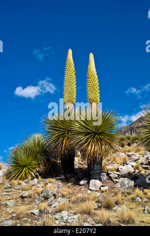 Königin der Anden (Puya Raimondii), Blütenstände ca. 8m hoch, höchste Blütenstand in der Welt, nationale Blume von Peru Stockfoto