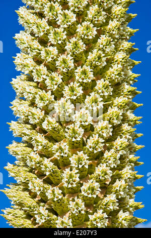 Königin der Anden (Puya Raimondii), Teil einer Blütenstände ca. 8m hoch, höchste Blütenstand der Welt Stockfoto