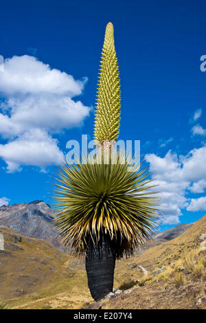 Königin der Anden (Puya Raimondii), Blütenstände ca. 8m hoch, höchste Blütenstand in der Welt, nationale Blume von Peru Stockfoto