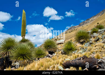 Königin der Anden (Puya Raimondii), Blütenstände ca. 8m hoch, höchste Blütenstand in der Welt, nationale Blume von Peru Stockfoto