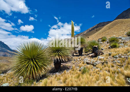 Königin der Anden (Puya Raimondii), Blütenstände ca. 8m hoch, höchste Blütenstand in der Welt, nationale Blume von Peru Stockfoto