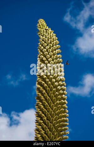 Königin der Anden (Puya Raimondii), Blütenstände ca. 8m hoch, höchste Blütenstand in der Welt, nationale Blume von Peru Stockfoto