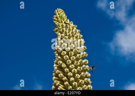 Königin der Anden (Puya Raimondii), Blütenstände ca. 8m hoch, höchste Blütenstand in der Welt, nationale Blume von Peru Stockfoto