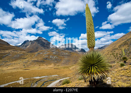 Königin der Anden (Puya Raimondii), Blütenstände ca. 8m hoch, höchste Blütenstand in der Welt, nationale Blume von Peru Stockfoto