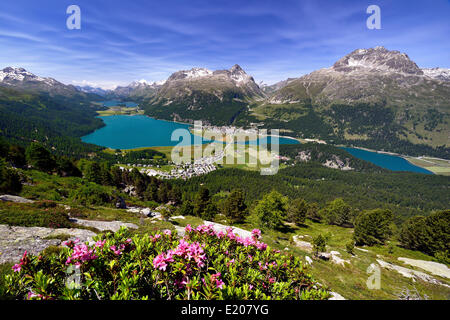 Surlej und Silvaplana mit Oberengadiner Seen, See Champfèr, Silvaplanersee, Silsersee, Alpenrosen, Engadin Stockfoto