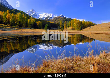 Herbstlicher Lärchenwald spiegelt sich im See Schwarzsee oder Lai Nair, Scuol, Engadin, Graubünden, Schweiz Stockfoto