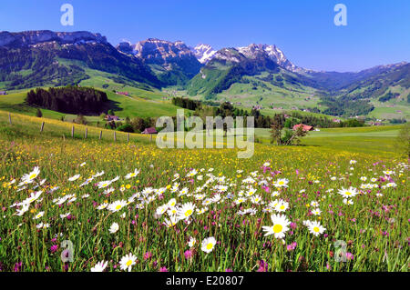 Blumenwiese im Appenzellerland, mit Blick auf den Alpstein-Massivs mit Mt Santis und Mt Altmann Stockfoto